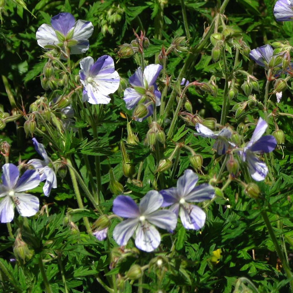 Geranium pratense Splish Splash - Wiesen-Storchschnabel