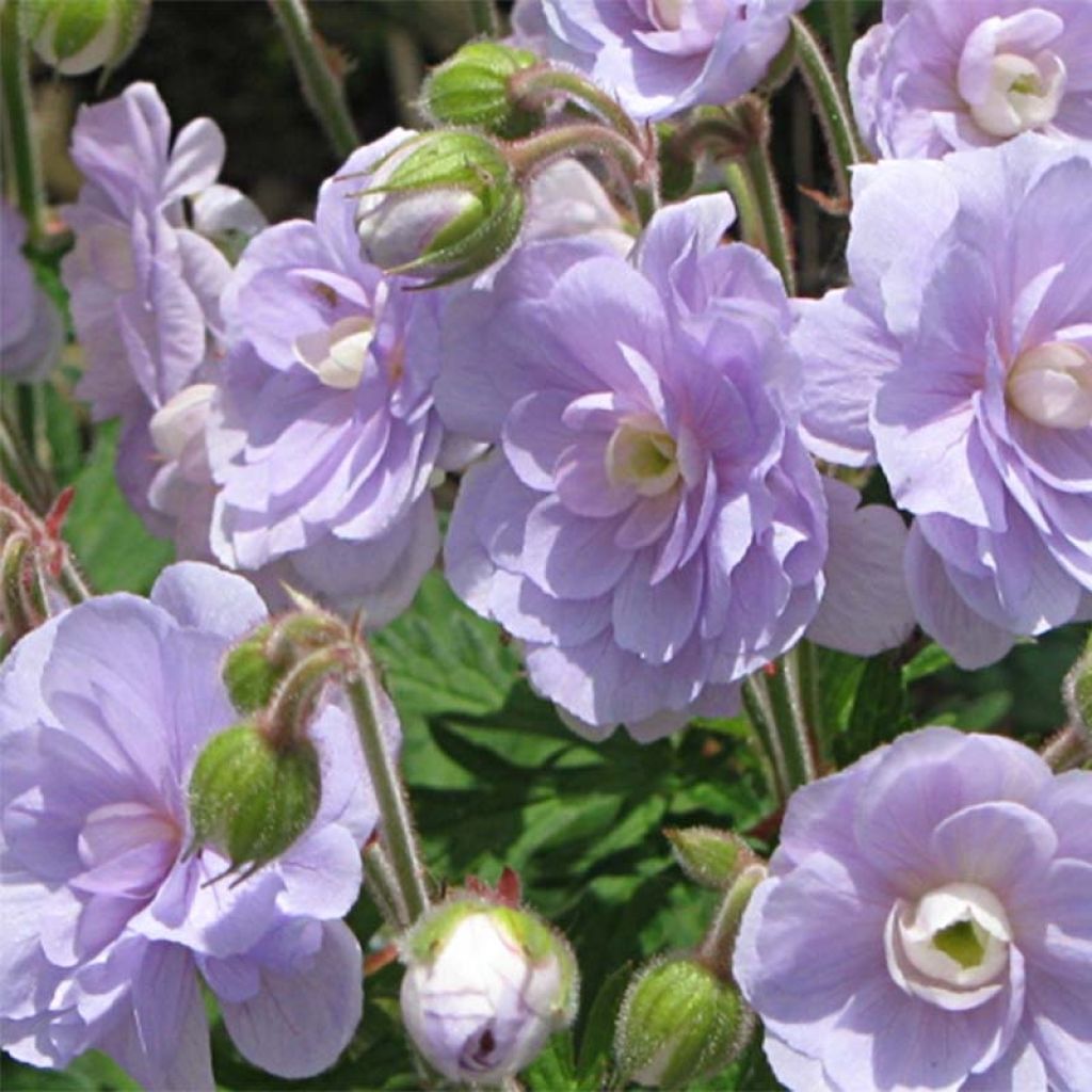 Geranium pratense Summer Skies - Wiesen-Storchschnabel