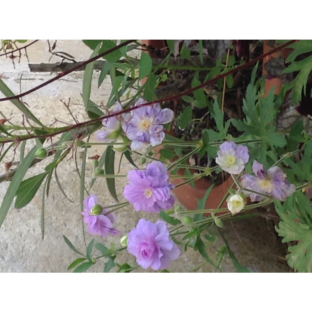 Geranium pratense Summer Skies - Wiesen-Storchschnabel