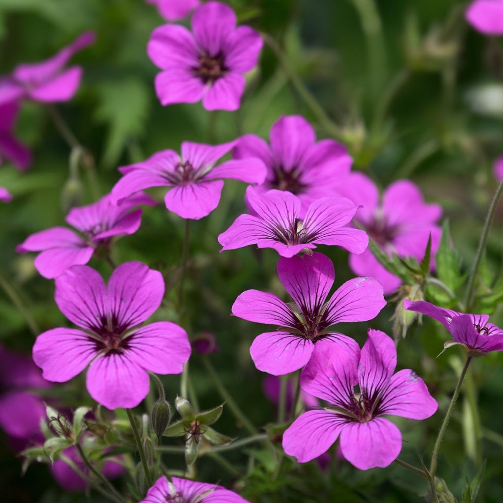 Geranium psilostemon - Armenischer Storchschnabel