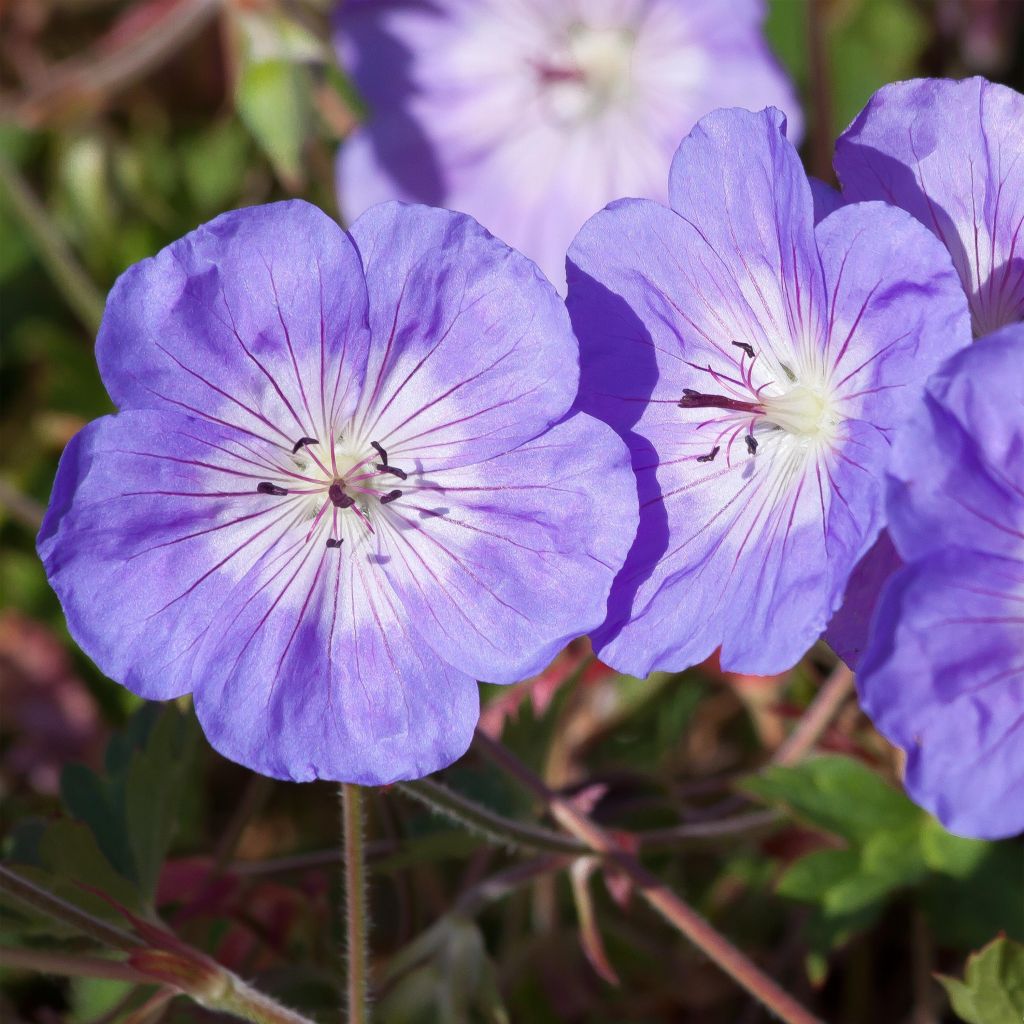 Storchschnabel Rozanne - Geranium