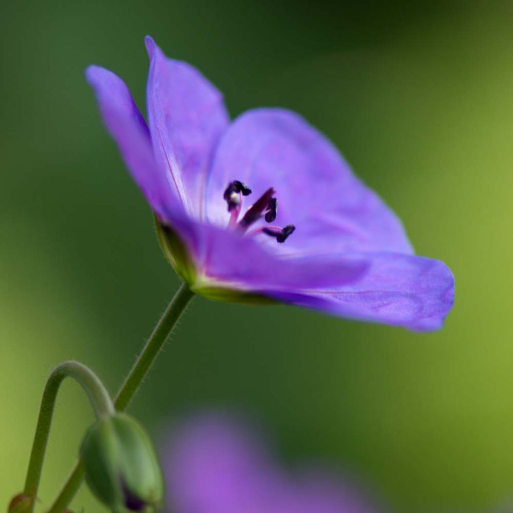 Storchschnabel Rozanne - Geranium