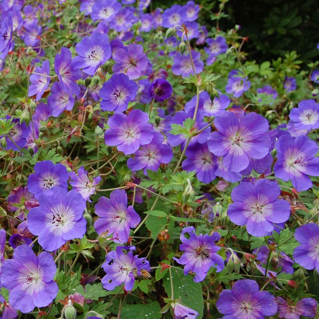 Storchschnabel Rozanne - Geranium