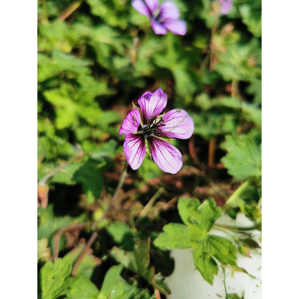 Storchschnabel Salomé - Geranium