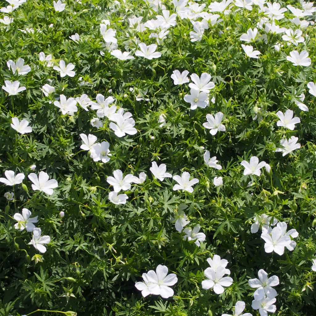 Geranium sanguineum Album - Blutstorchschnabel