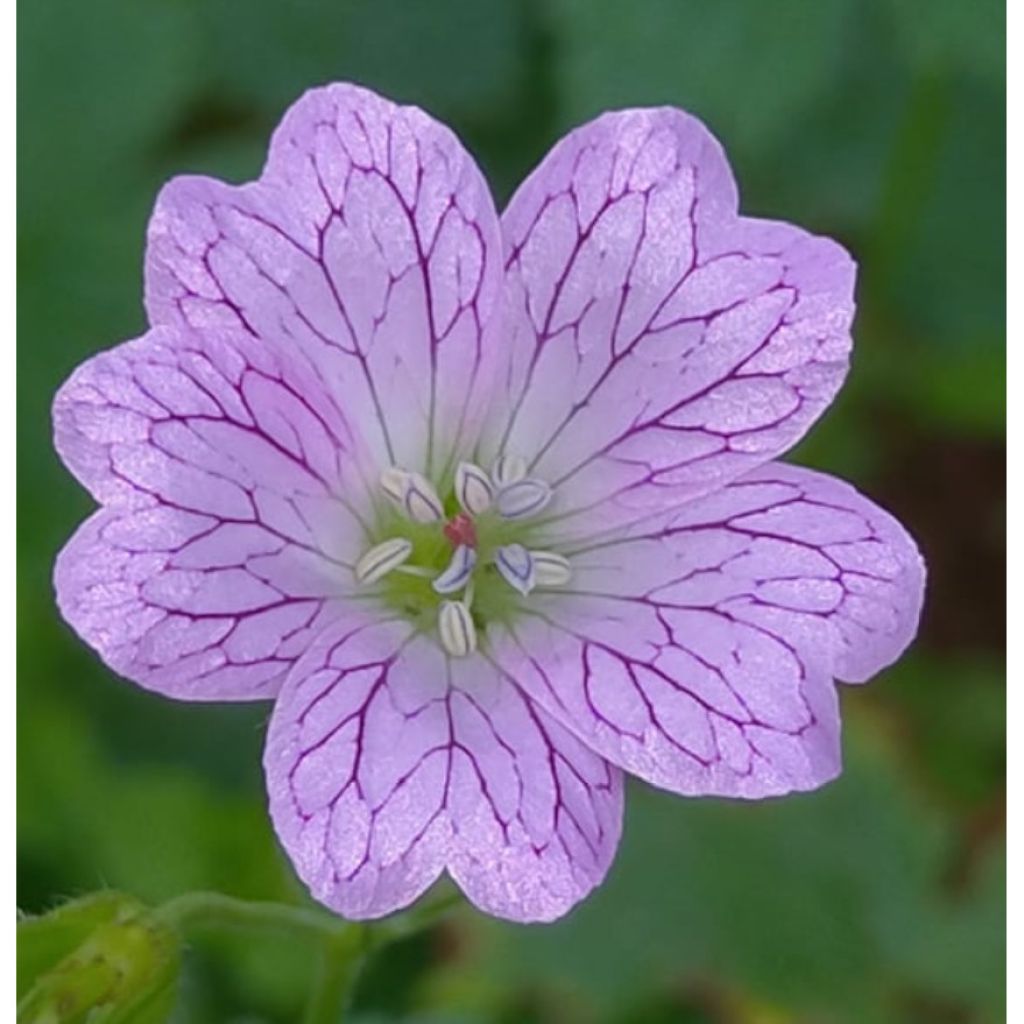 Geranium versicolor - Storchschnabel