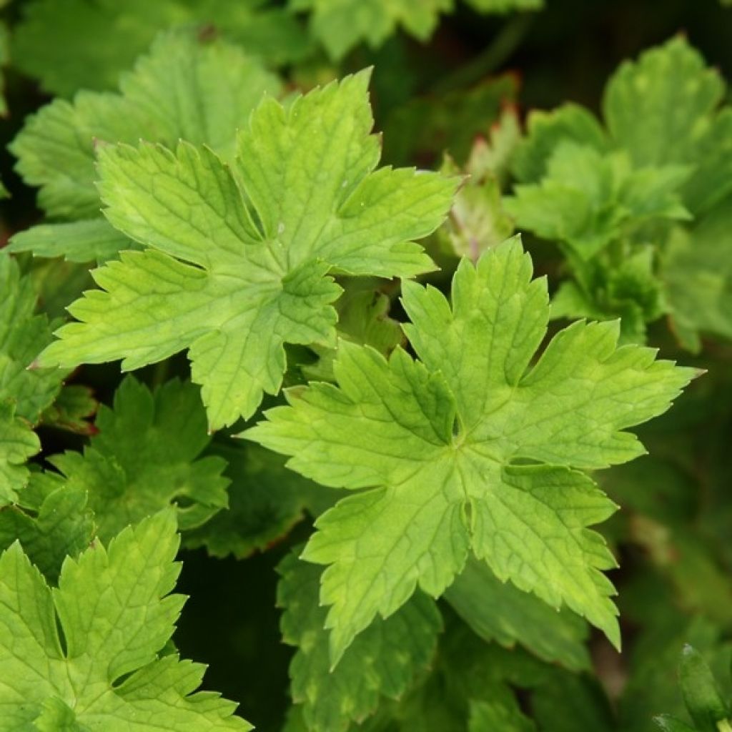 Geranium wallichianum Buxton s Variety - Storchschnabel