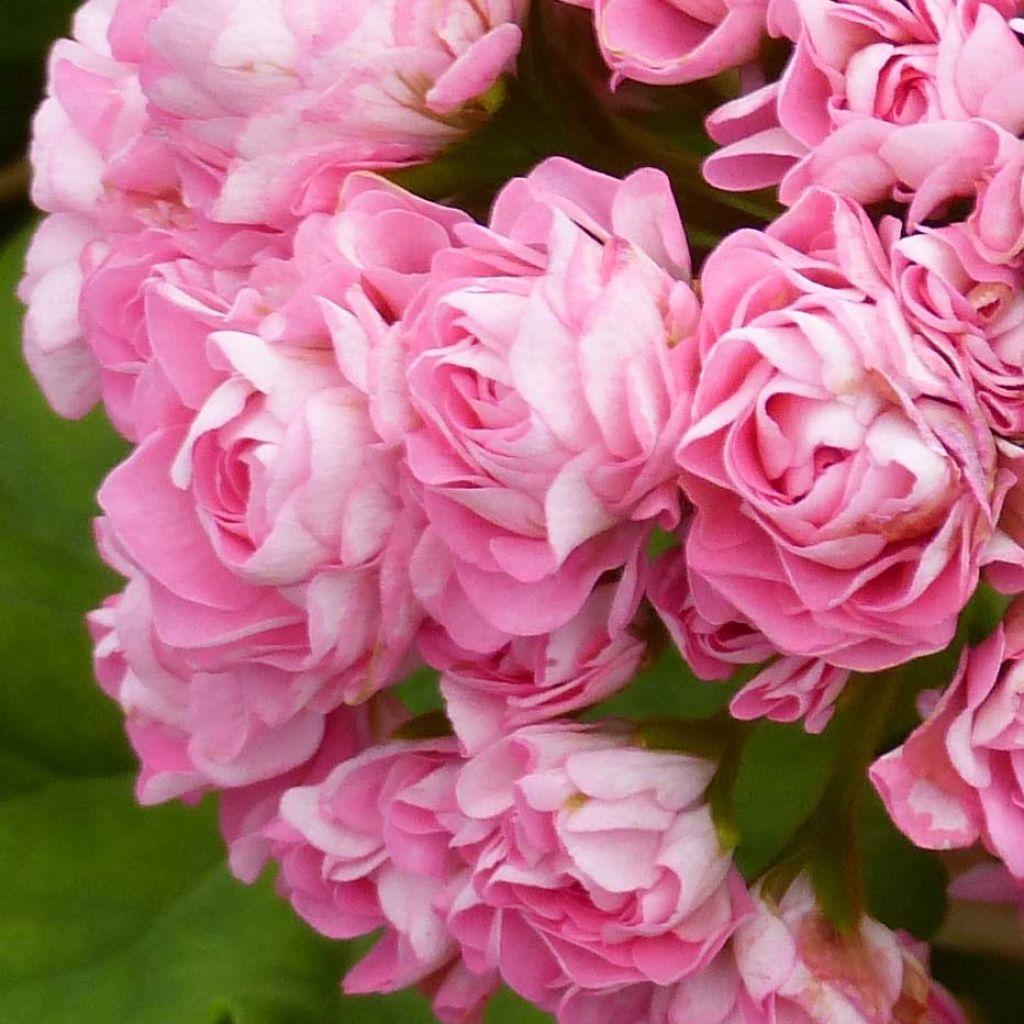 Zonal-Pelargonie Appleblossom - Pelargonium