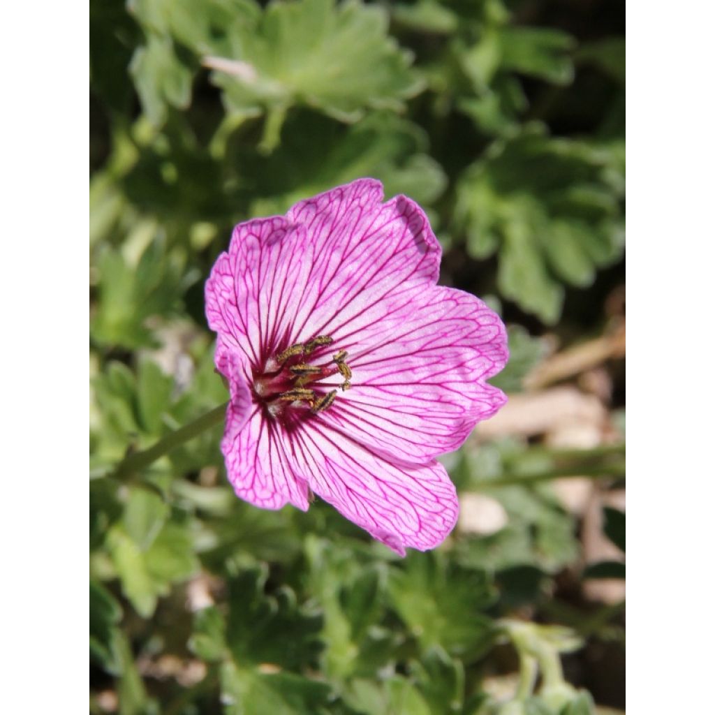 Geranium cinereum Ballerina - Aschgrauer Storchschnabel