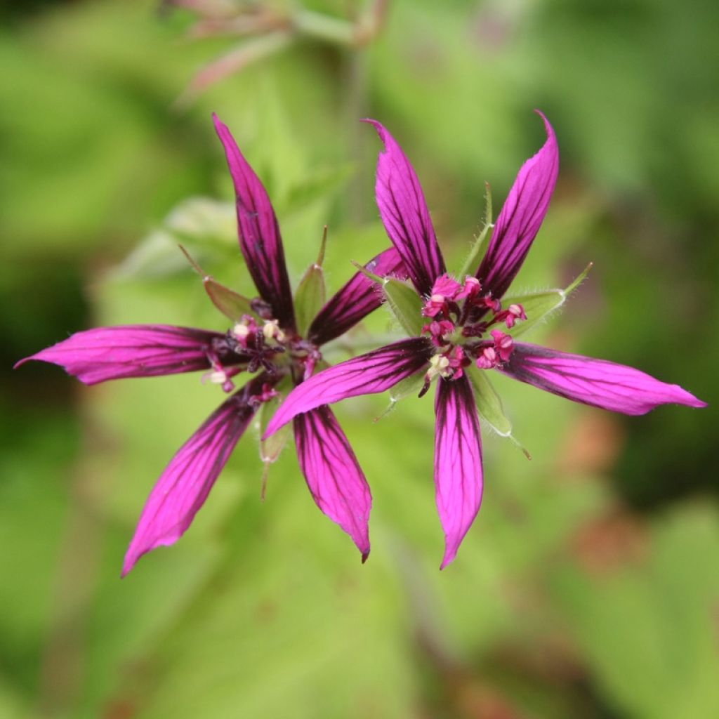 Geranium psilostemon Catherine Deneuve - Armenischer Storchschnabel