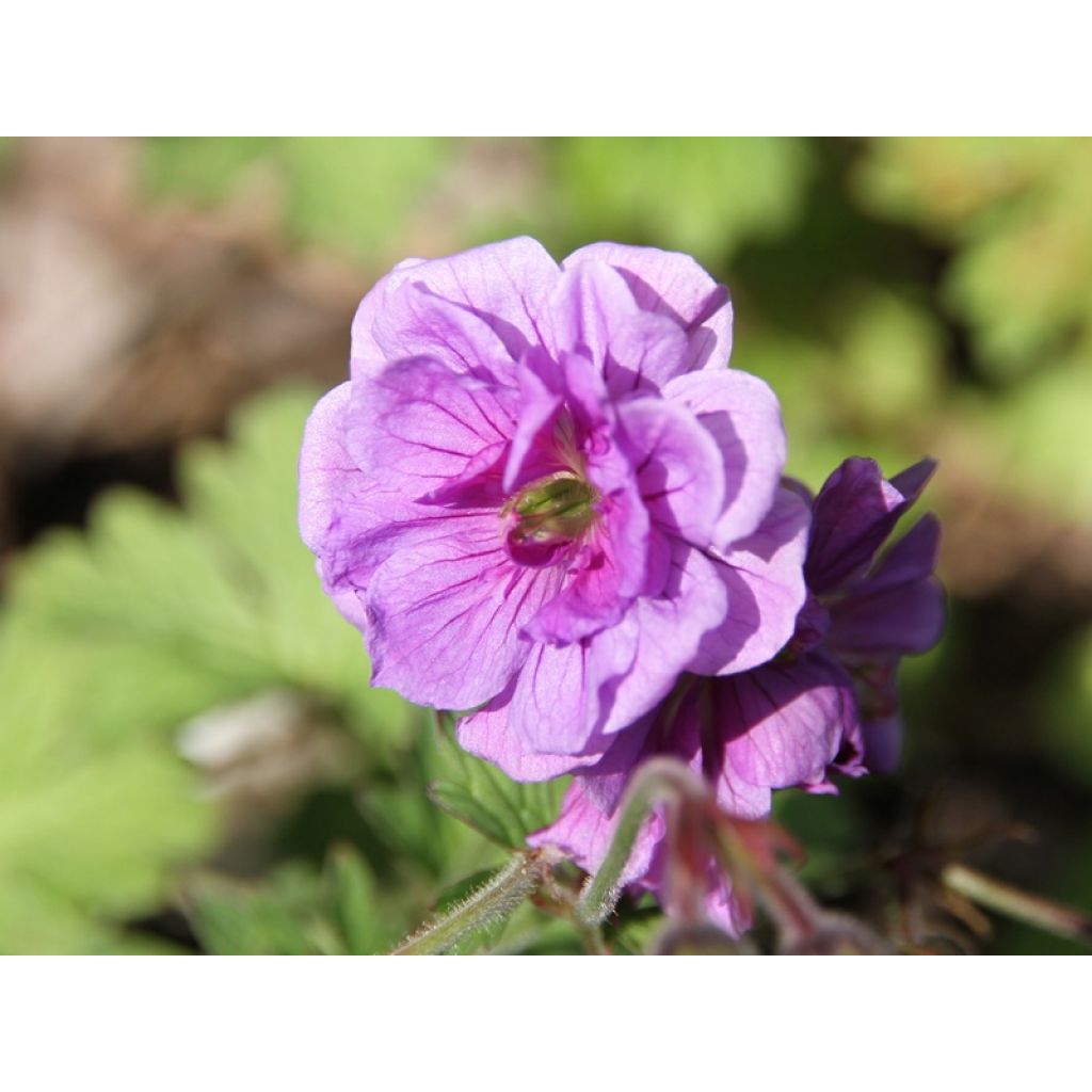 Geranium himalayense Plenum