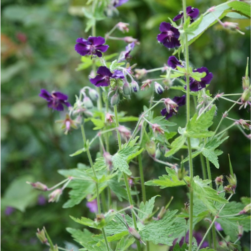 Geranium phaeum Raven - Brauner Storchschnabel