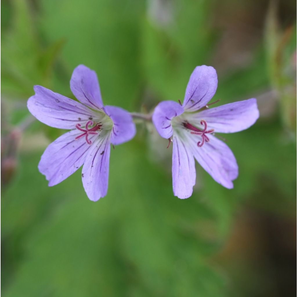 Geranium sylvaticum Prelude - Wald-Storchschnabel