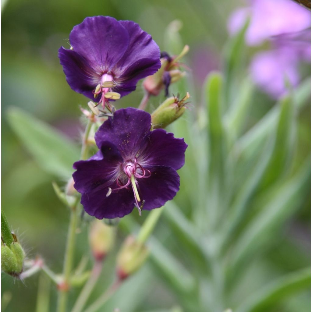 Geranium phaeum Raven - Brauner Storchschnabel