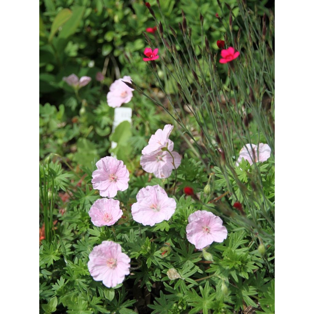 Geranium sanguineum var. striatum - Blutstorchschnabel