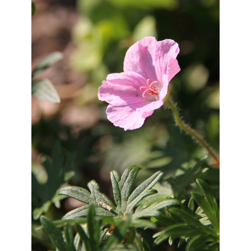 Geranium sanguineum var. striatum - Blutstorchschnabel