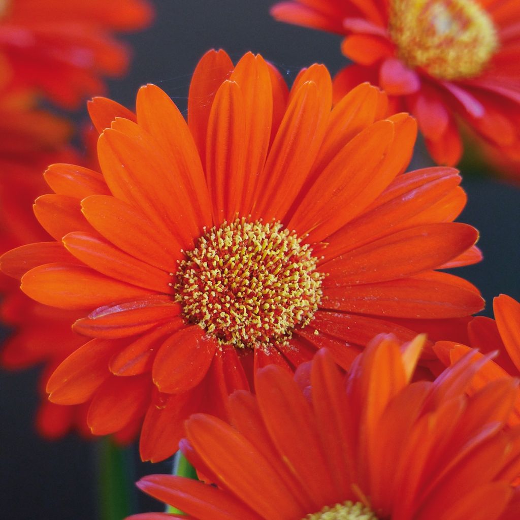 Gerbera Garvinea Sweet Sweet Glow