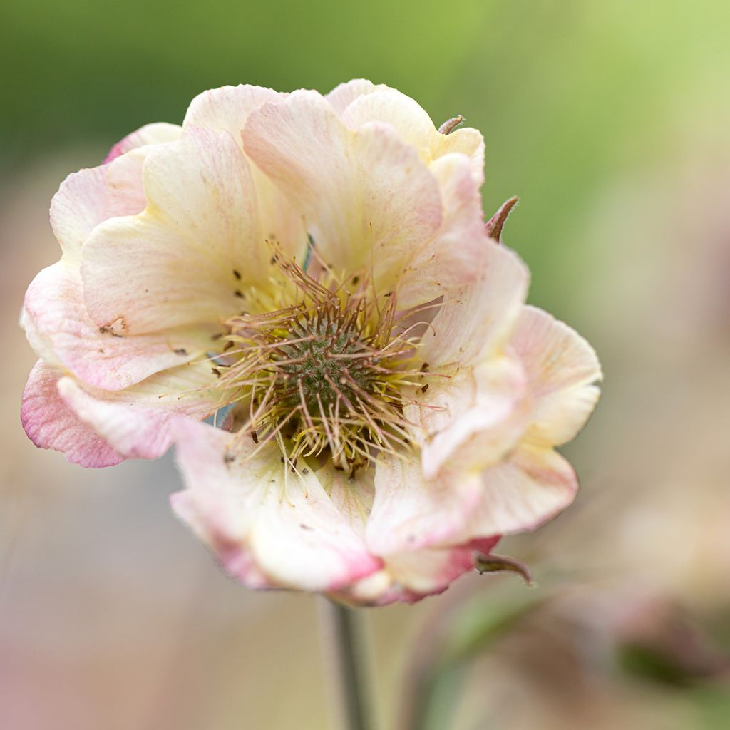 Geum Censation Two Tone Pearl - Nelkenwurz