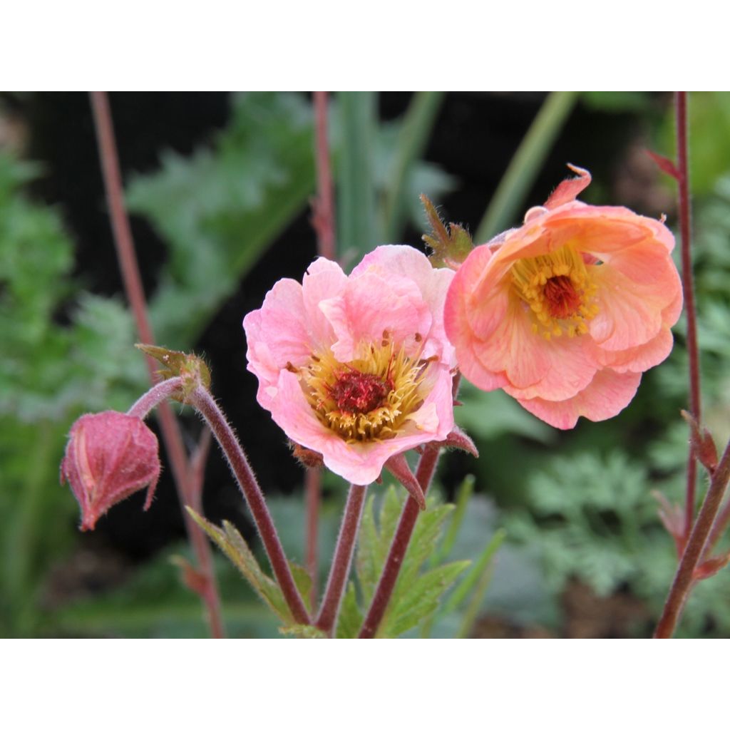 Geum Cosmopolitan - Nelkenwurz