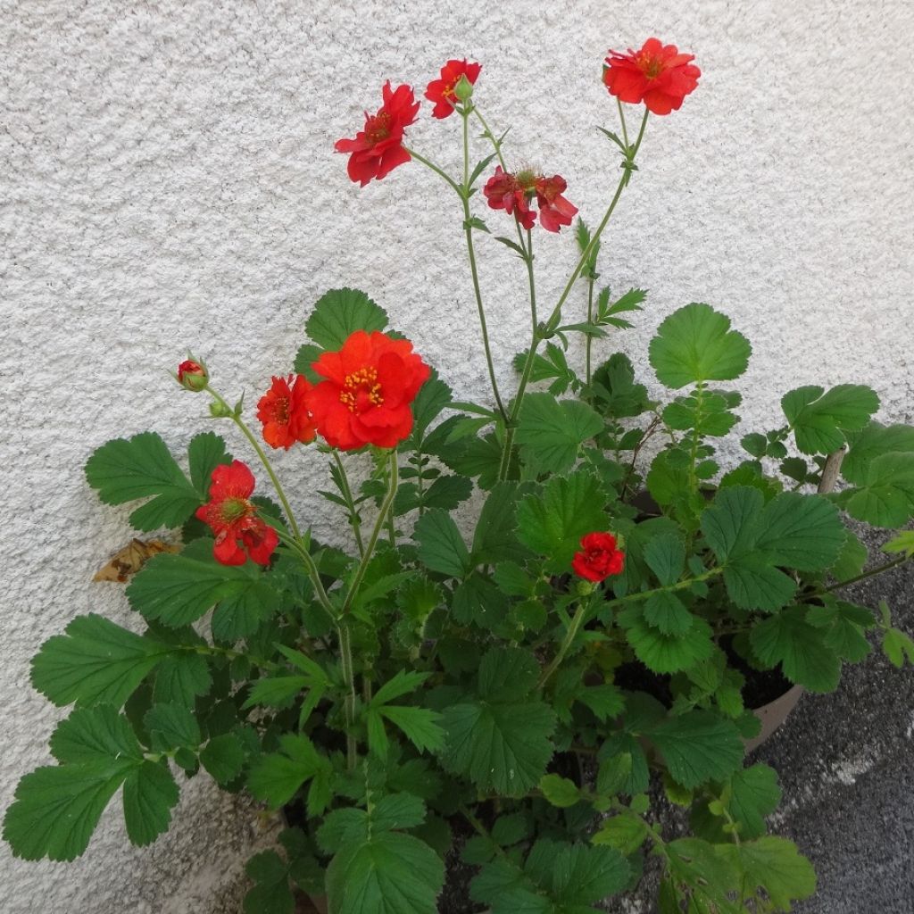 Geum chiloense Mrs Bradshaw - Chilenische Nelkenwurz