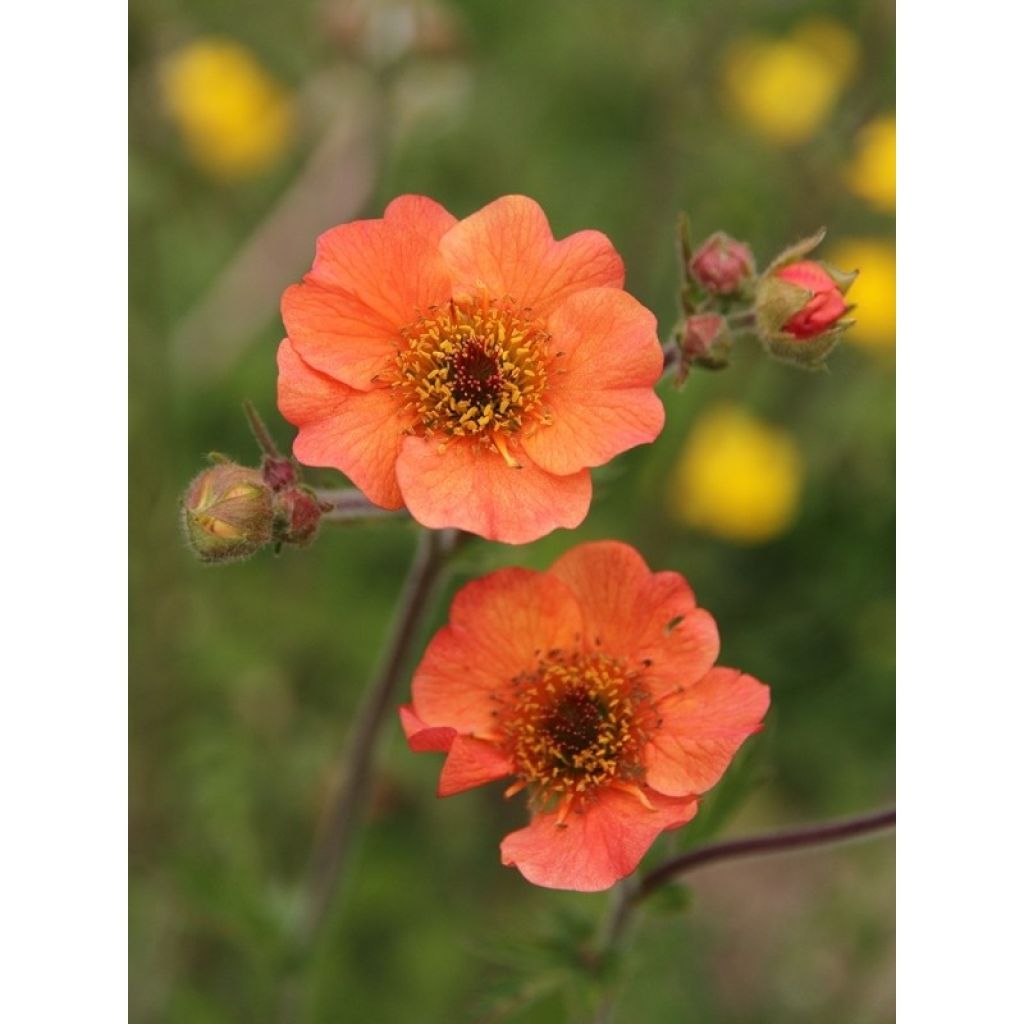 Geum Totally Tangerine - Nelkenwurz