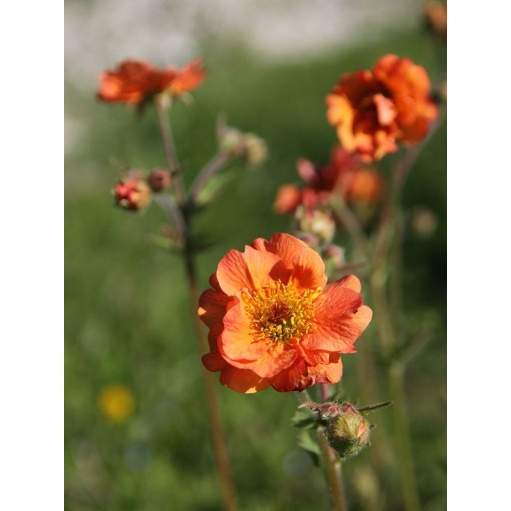 Geum Totally Tangerine - Nelkenwurz