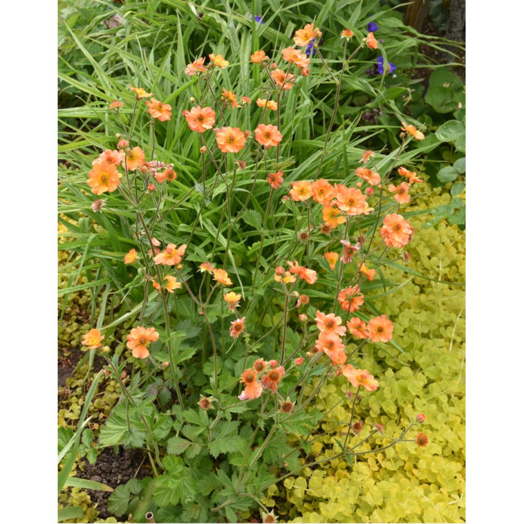 Geum Totally Tangerine - Nelkenwurz