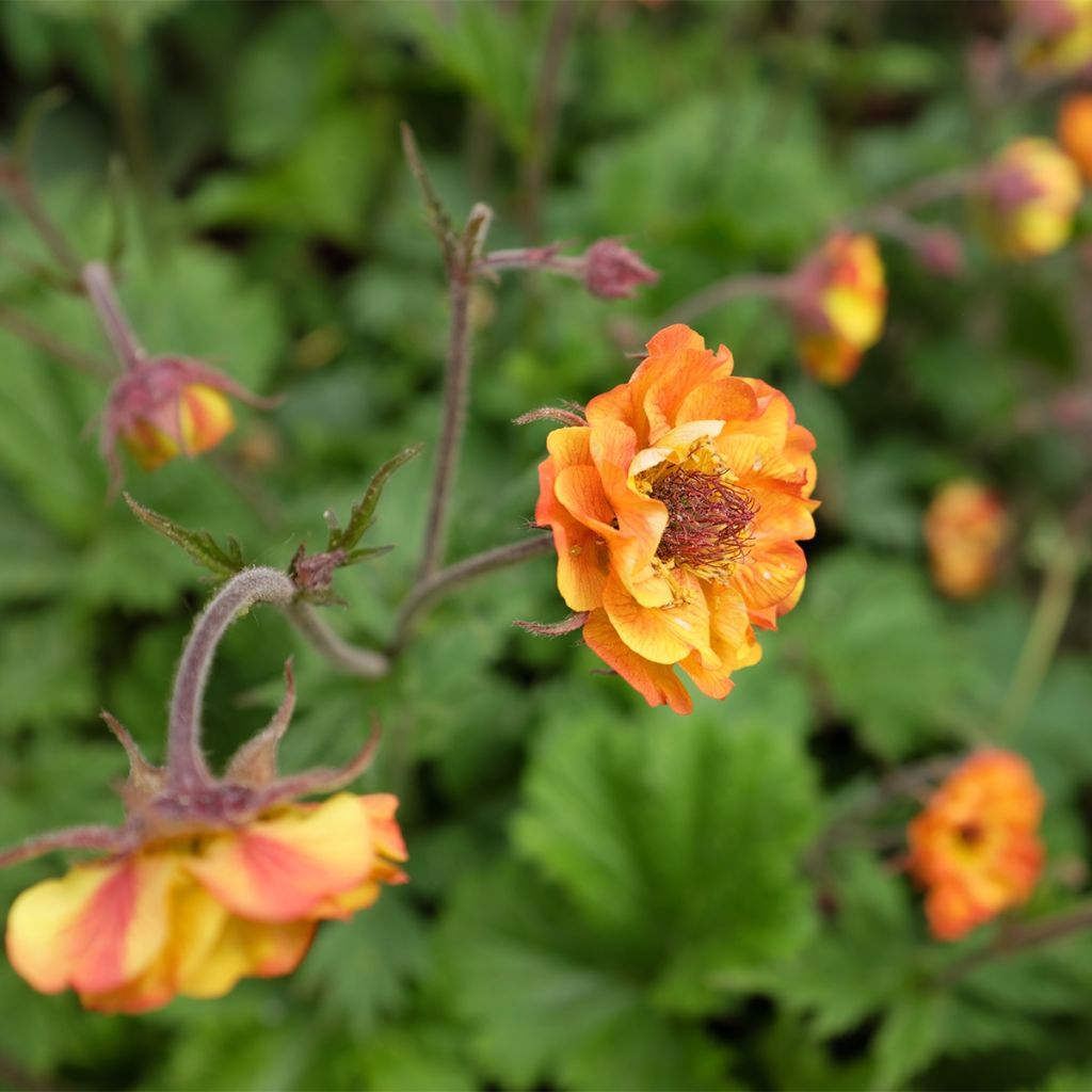 Geum Tutti Fruttii - Benoîte jaune orangé