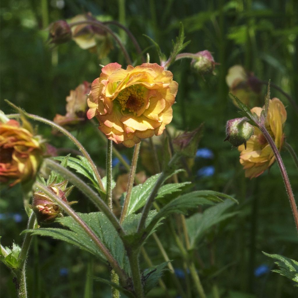 Geum Tutti Frutti - Nelkenwurz