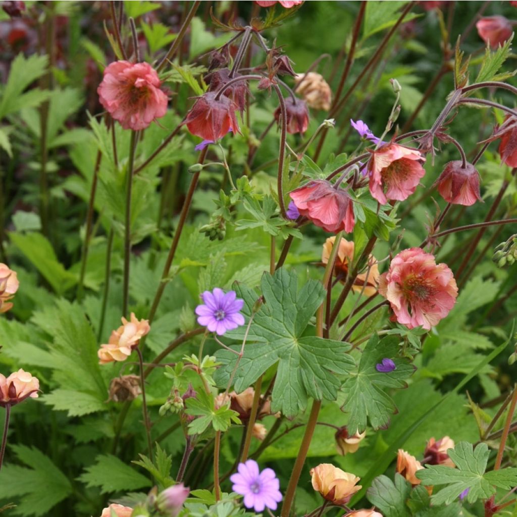 Geum Bell Bank - Nelkenwurz