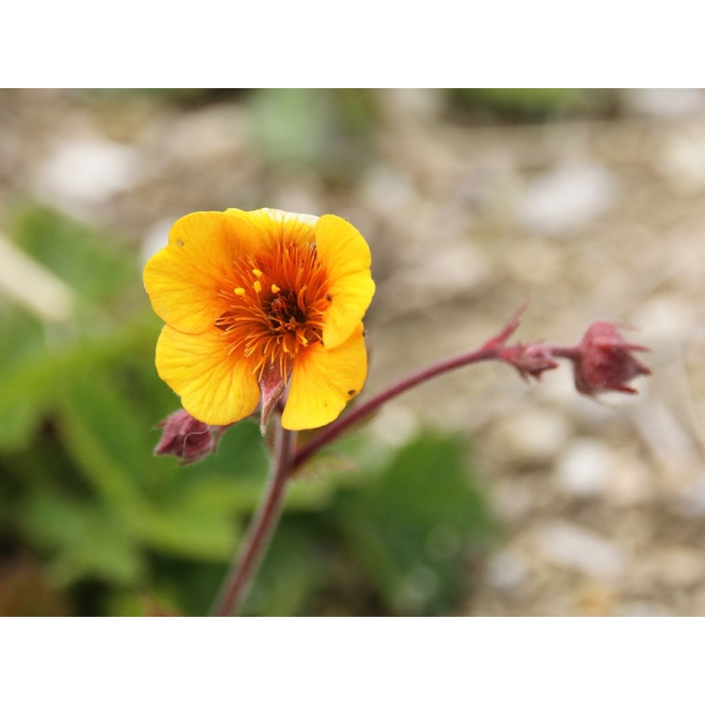 Geum coccineum Karlskaer - Scharlachrote Nelkenwurz