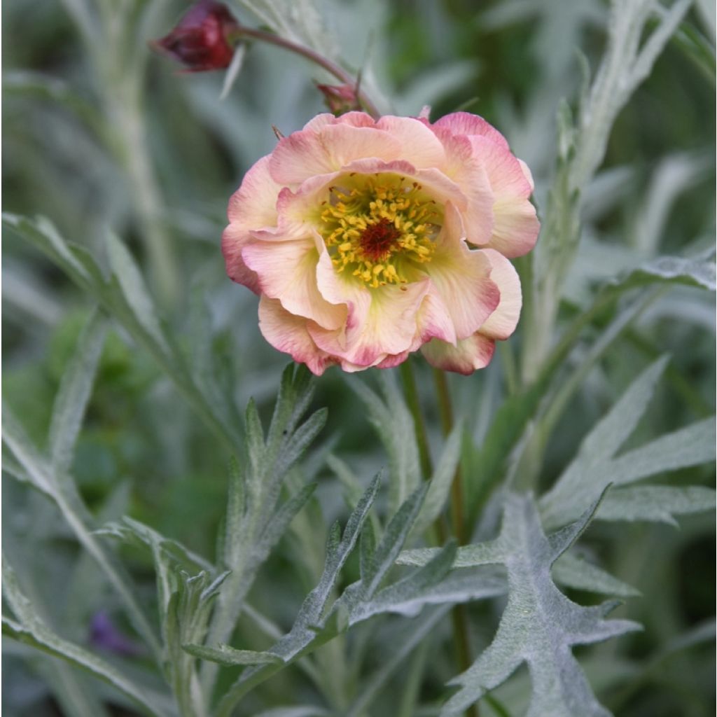 Geum Cosmopolitan - Nelkenwurz