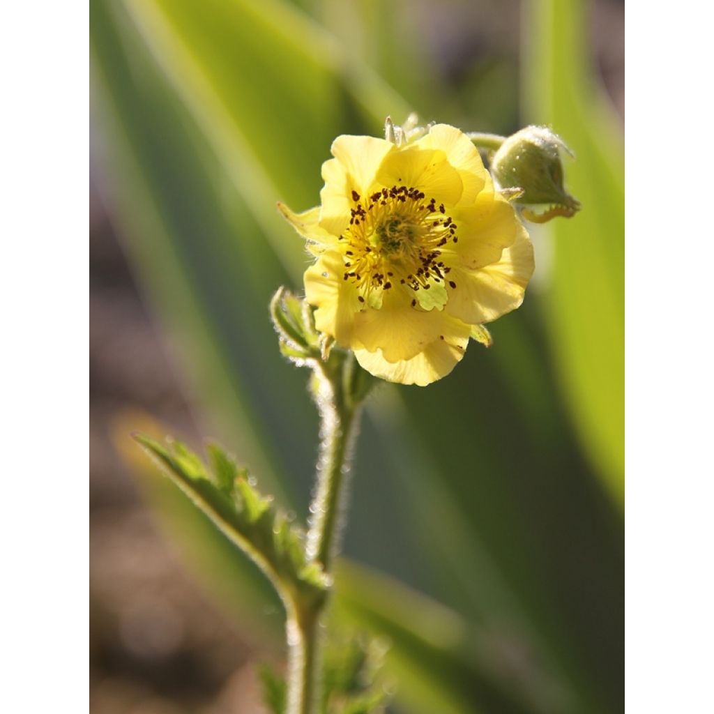 Geum Banana Daiquiri - Nelkenwurz