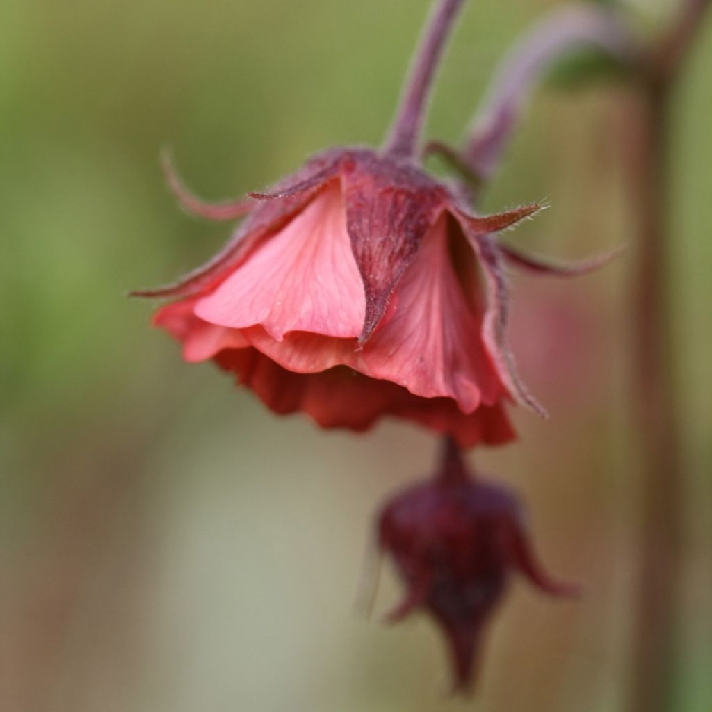 Geum rivale Leonard's Variety - Bach-Nelkenwurz