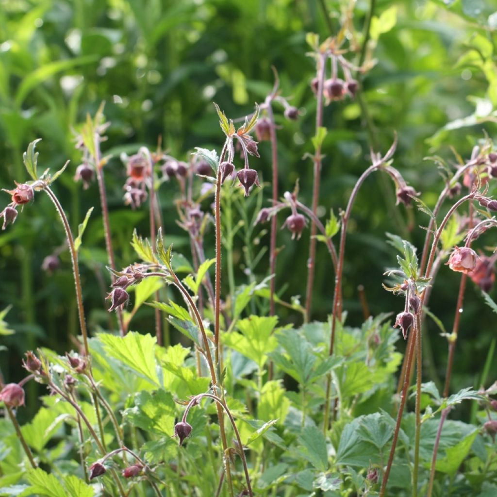 Geum rivale Leonard's Variety - Bach-Nelkenwurz