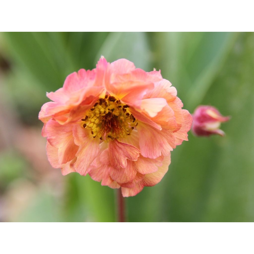 Après quelques jours de floraison, un peu éclaircie