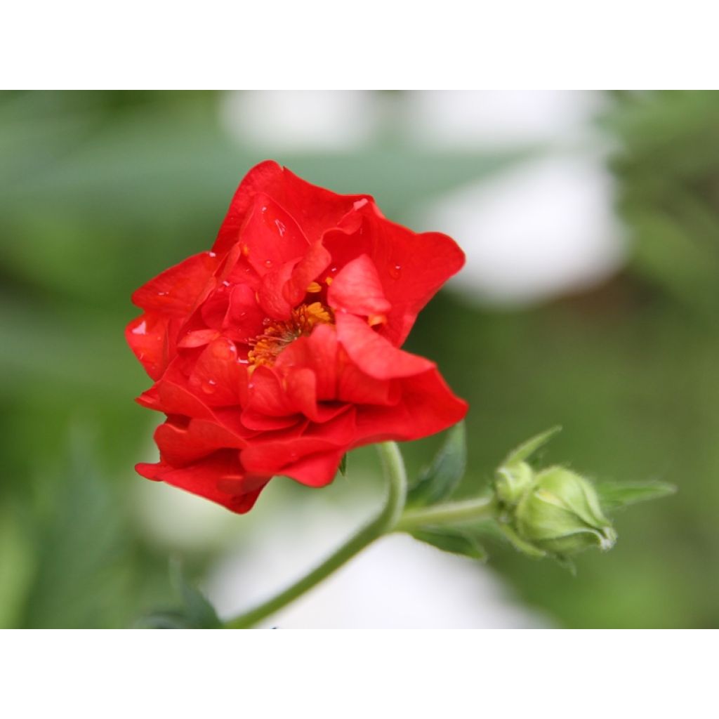 Geum chiloense Mrs Bradshaw - Chilenische Nelkenwurz