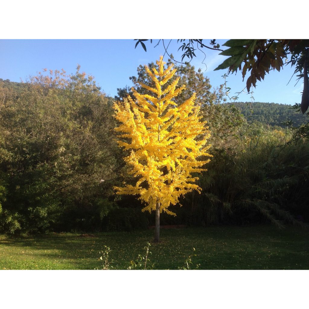 Ginkgo biloba - Fächerblattbaum