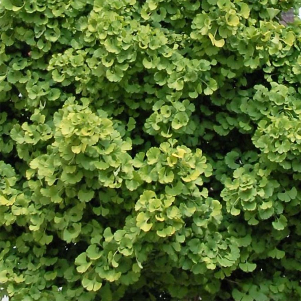 Ginkgo biloba Globus - Fächerblattbaum