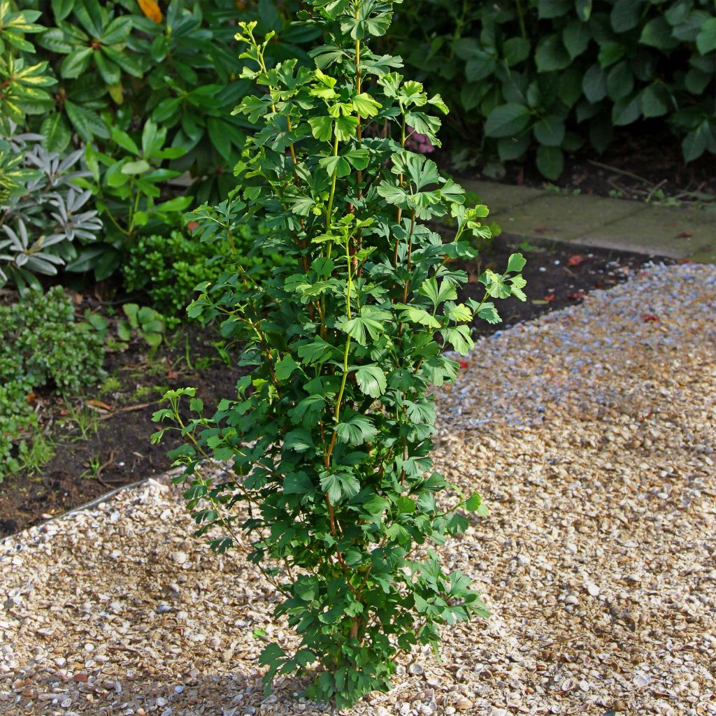 Ginkgo biloba Menhir - Fächerblattbaum