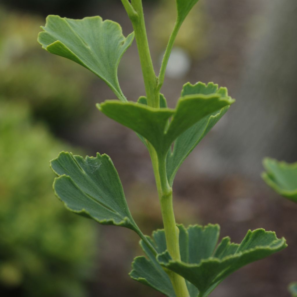 Ginkgo biloba Menhir - Fächerblattbaum