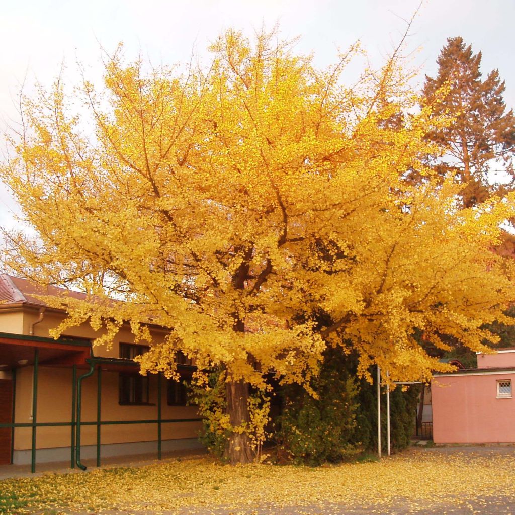 Ginkgo biloba - Fächerblattbaum