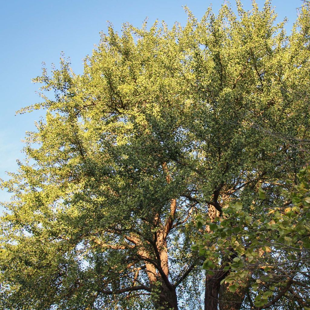 Ginkgo biloba - Fächerblattbaum