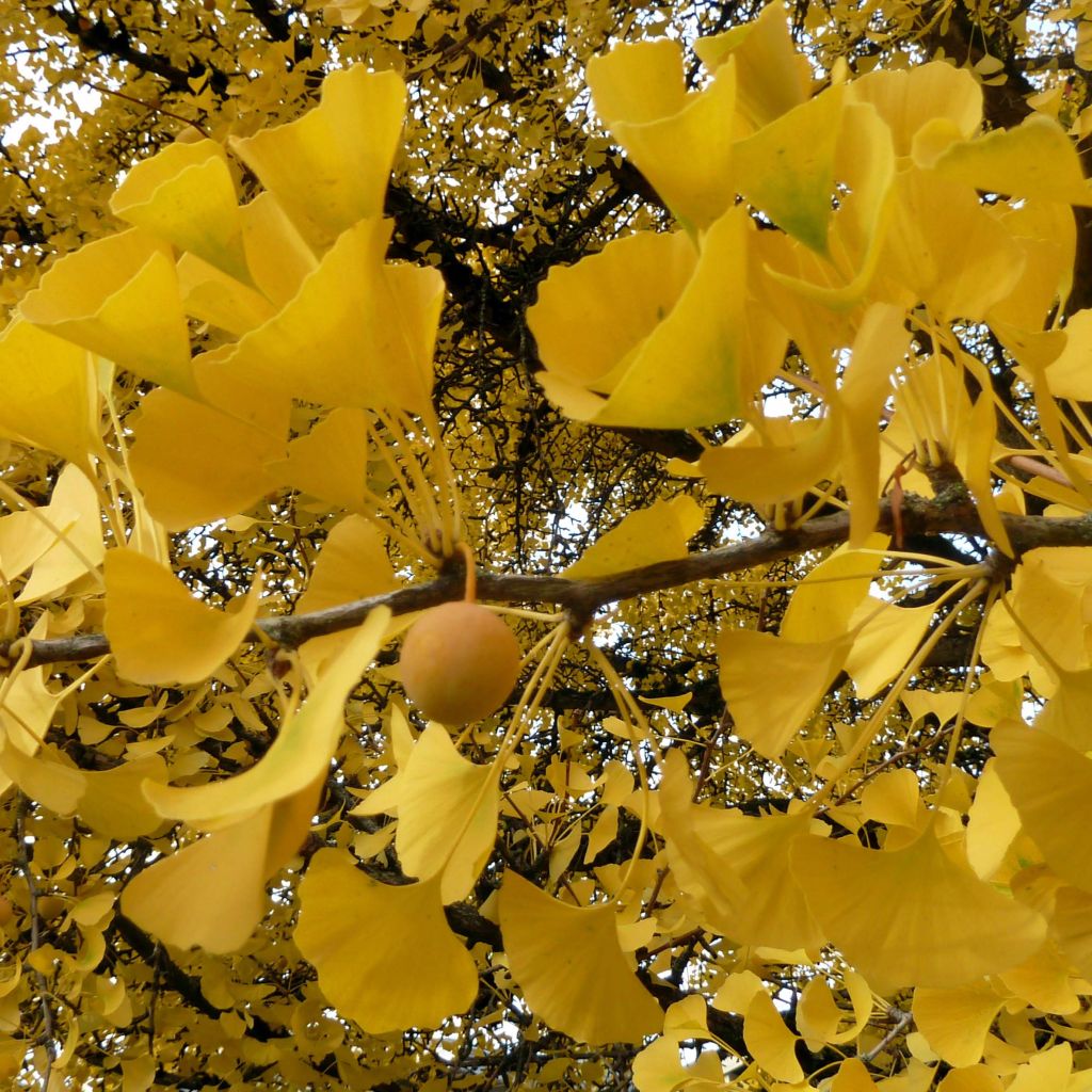 Ginkgo biloba - Fächerblattbaum