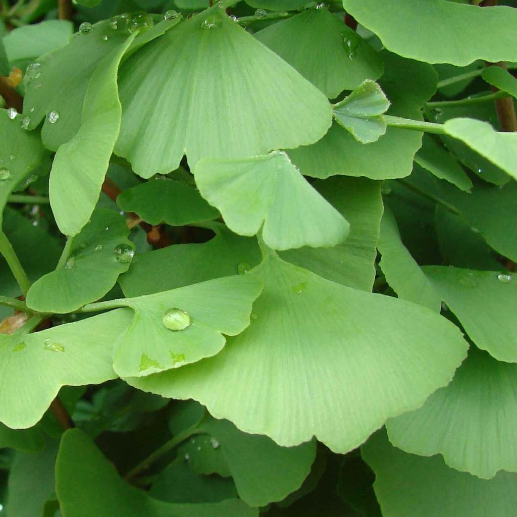 Ginkgo biloba - Fächerblattbaum