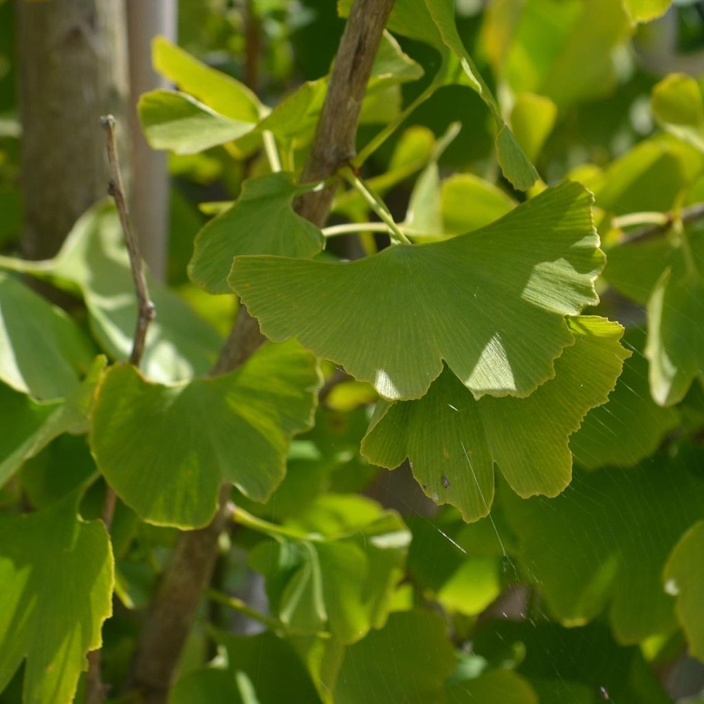 Ginkgo biloba - Fächerblattbaum