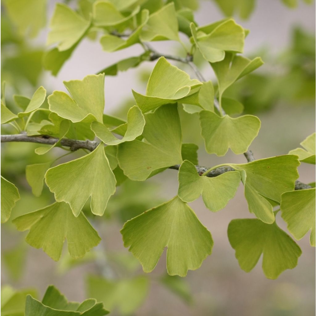 Ginkgo biloba - Fächerblattbaum