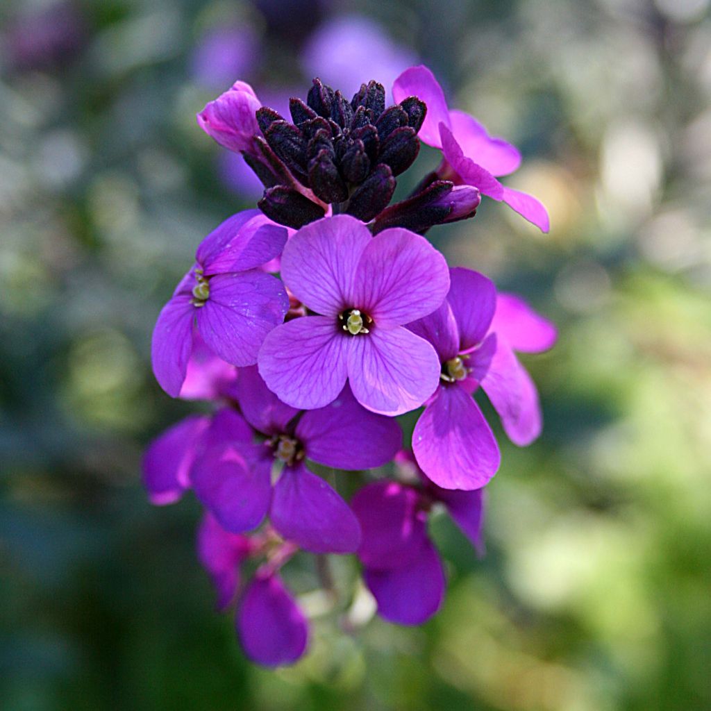 Garten-Goldlack Bowles Mauve - Erysimum