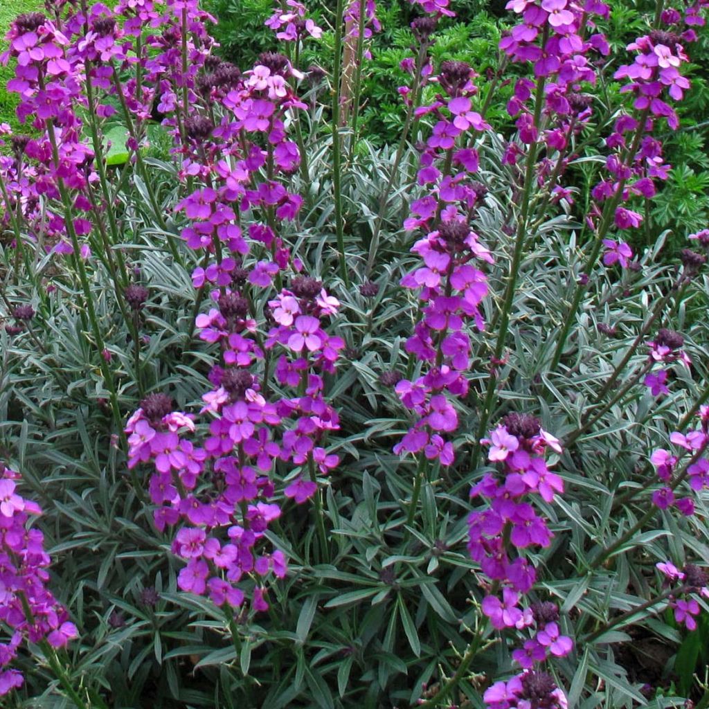 Garten-Goldlack Bowles Mauve - Erysimum