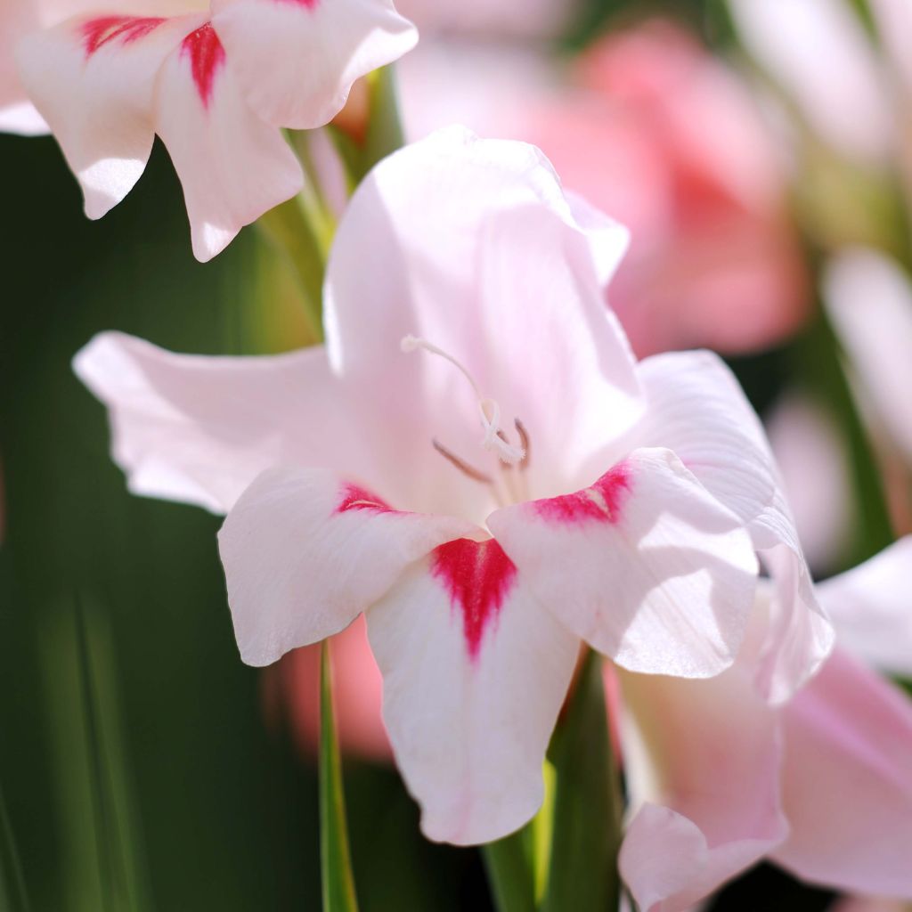 Gladiolus colvillei Elvira - Zwerg-Gladiole